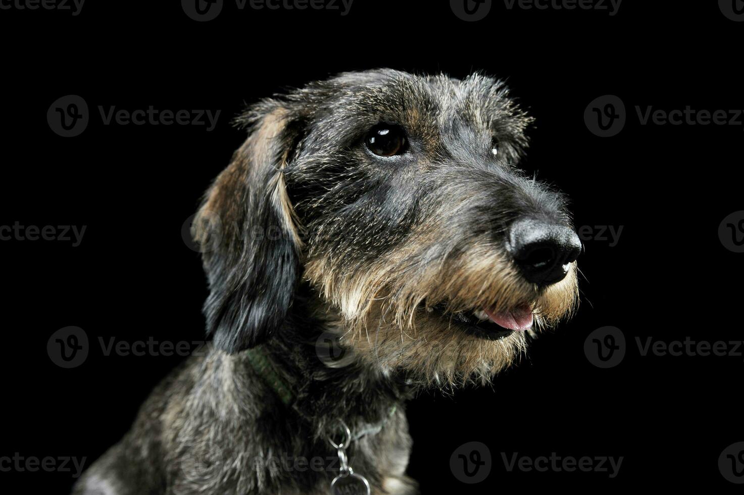 retrato de un adorable cableado peludo perro tejonero mirando curiosamente - aislado en negro antecedentes foto