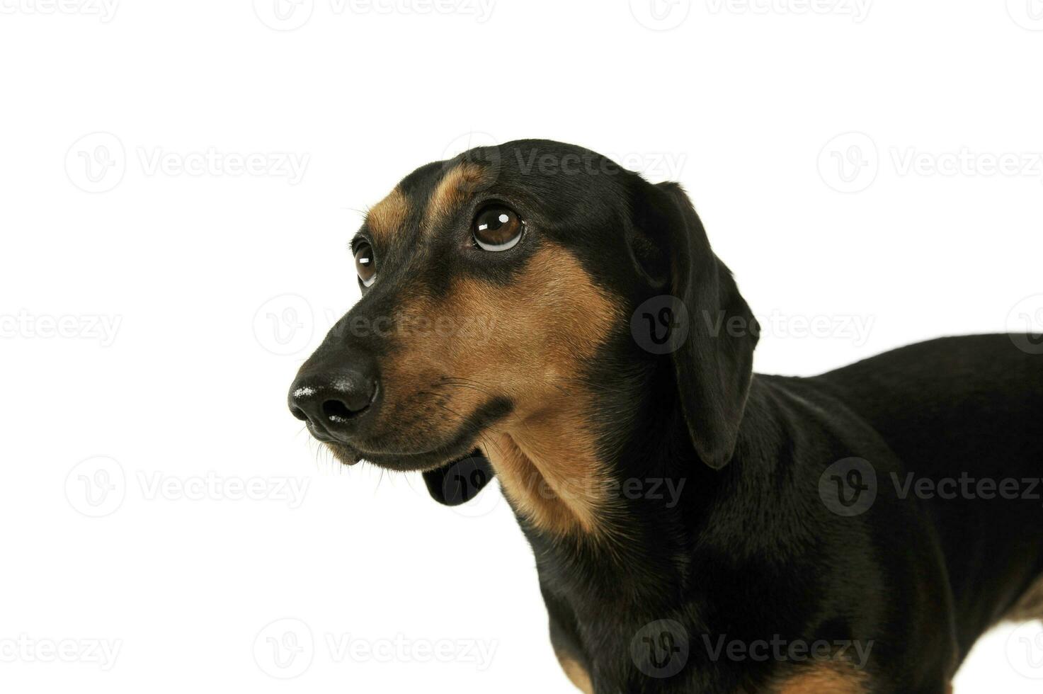 Portrait of an adorable Dachshund looking up curiously photo