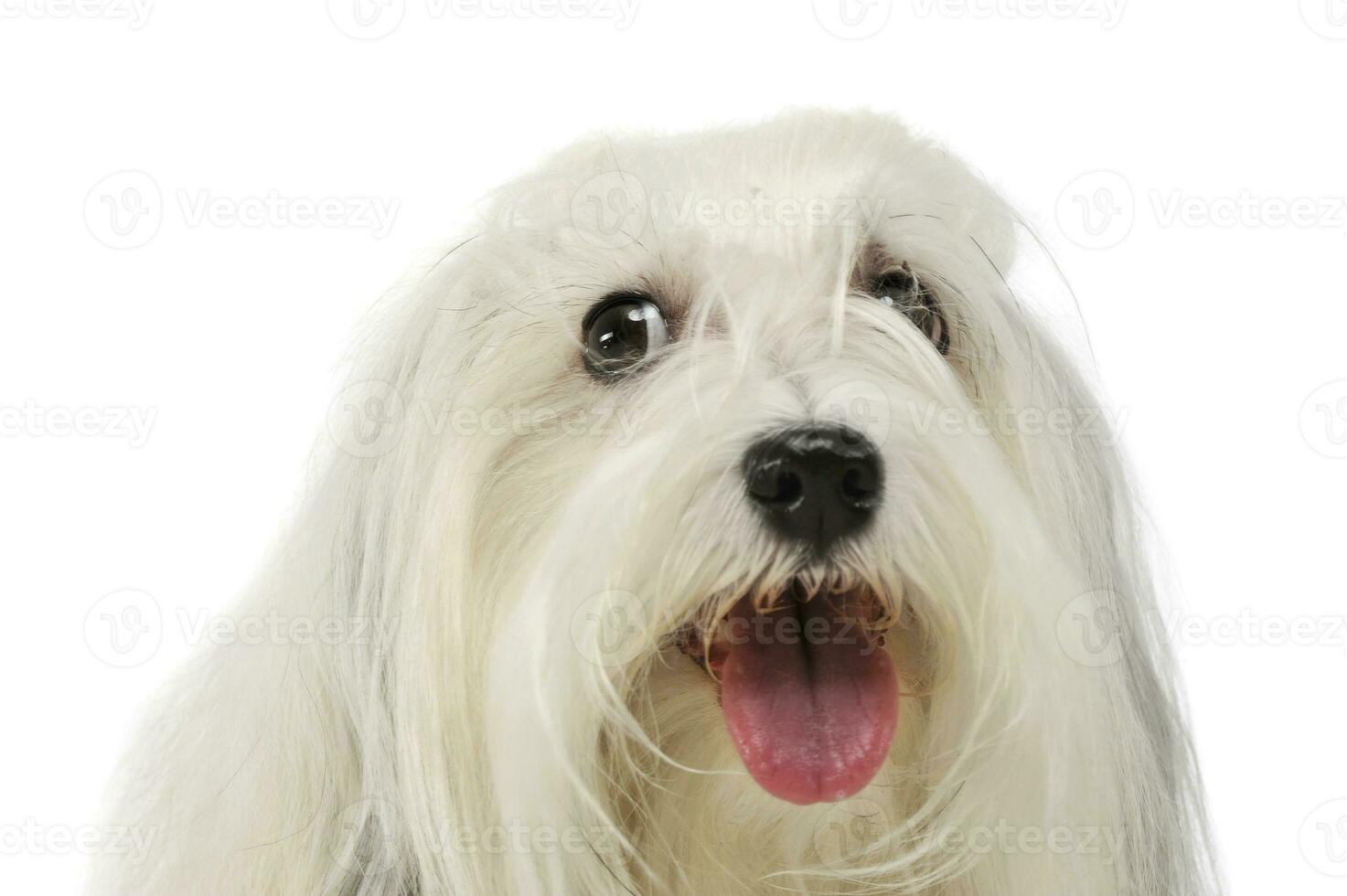 Portrait of an adorable Maltese photo