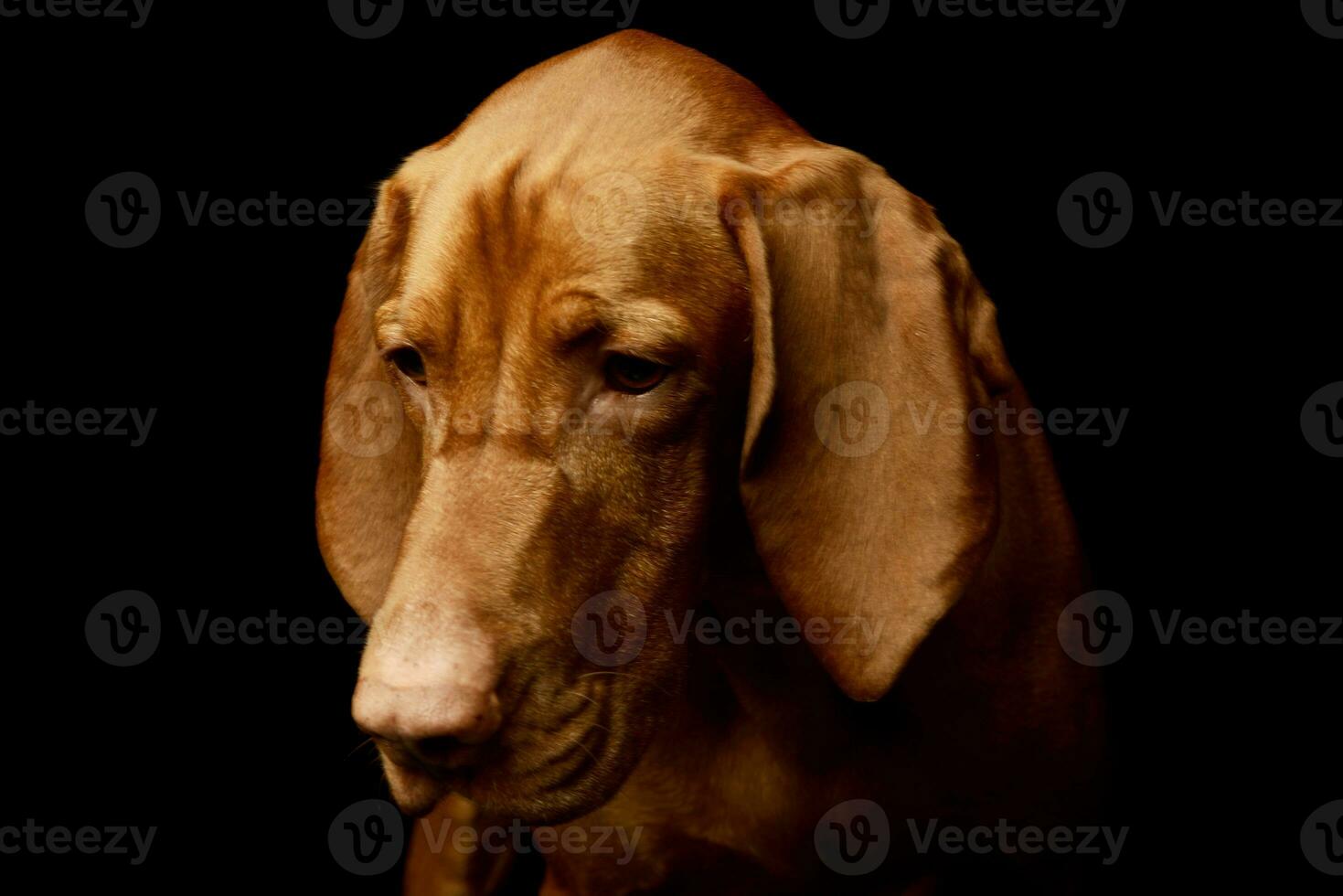 Portrait of an adorable magyar vizsla photo