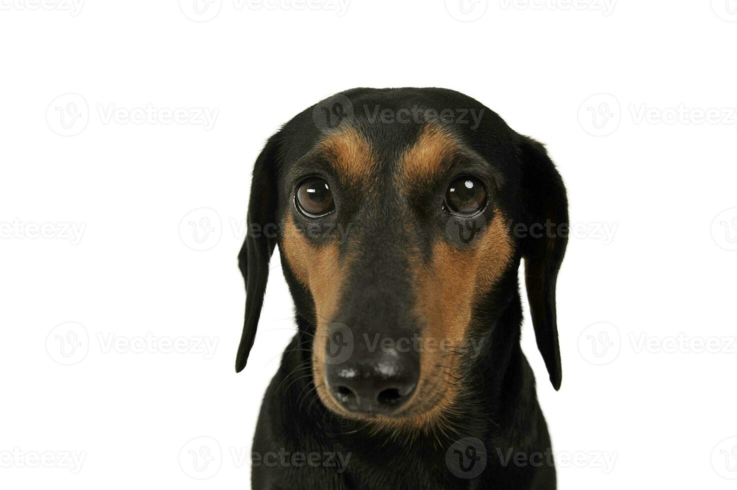 Portrait of an adorable Dachshund looking curiously at the camera photo