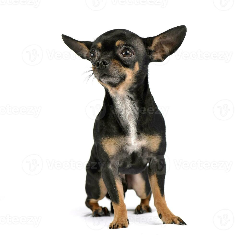 Studio shot of an adorable short haired Chihuahua photo