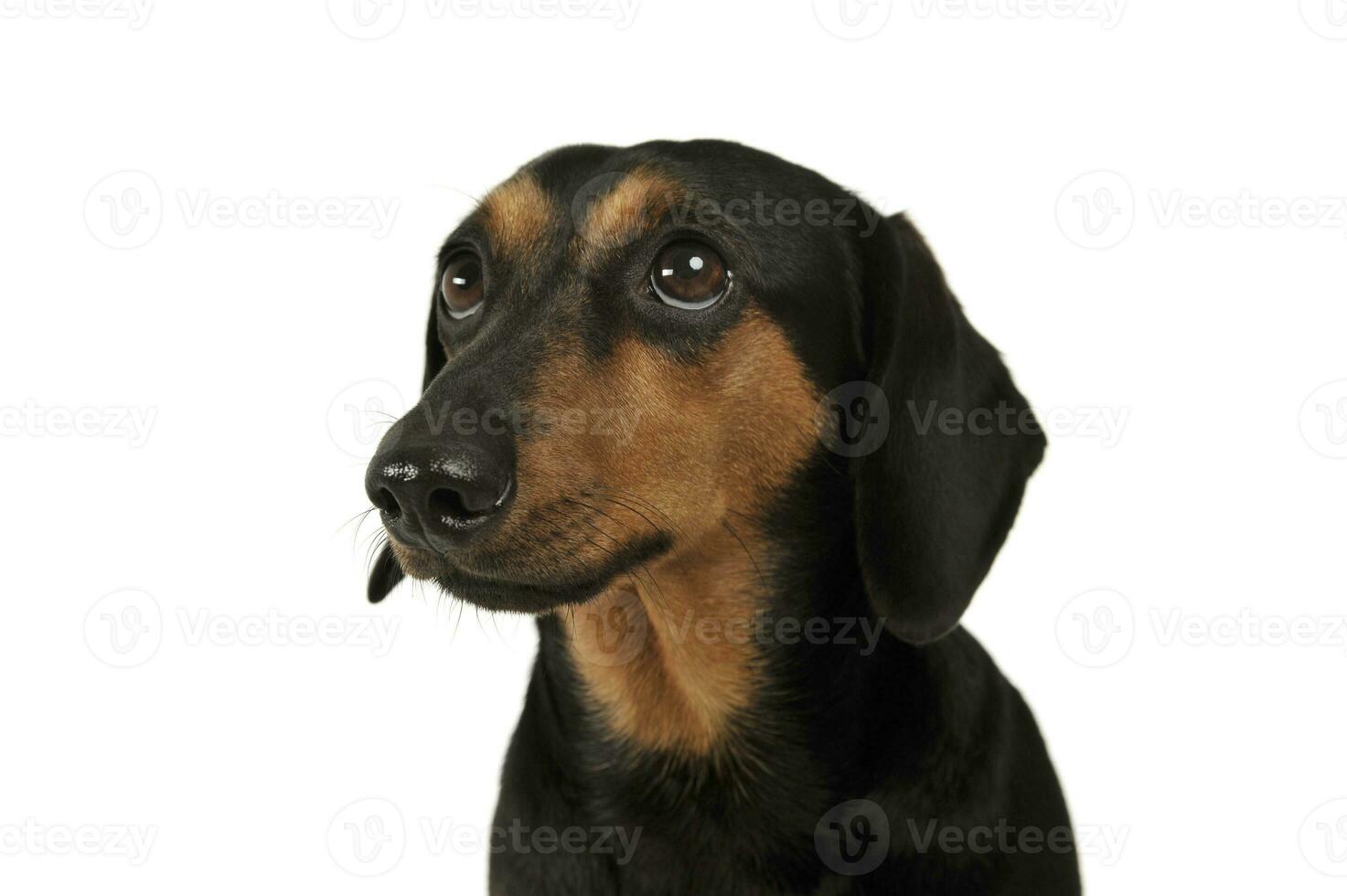 Portrait of an adorable Dachshund looking up curiously photo