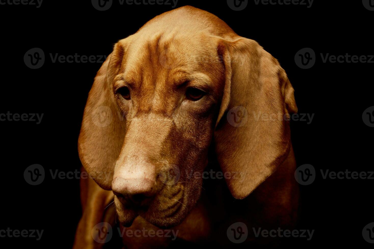 Portrait of an adorable magyar vizsla photo