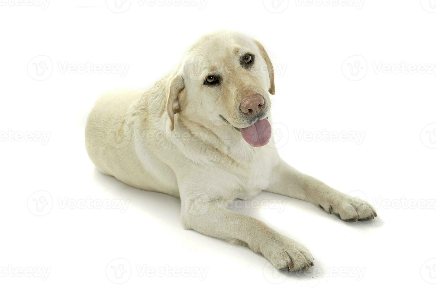 Studio shot of an adorable Labrador retriever looking curiously at the camera photo