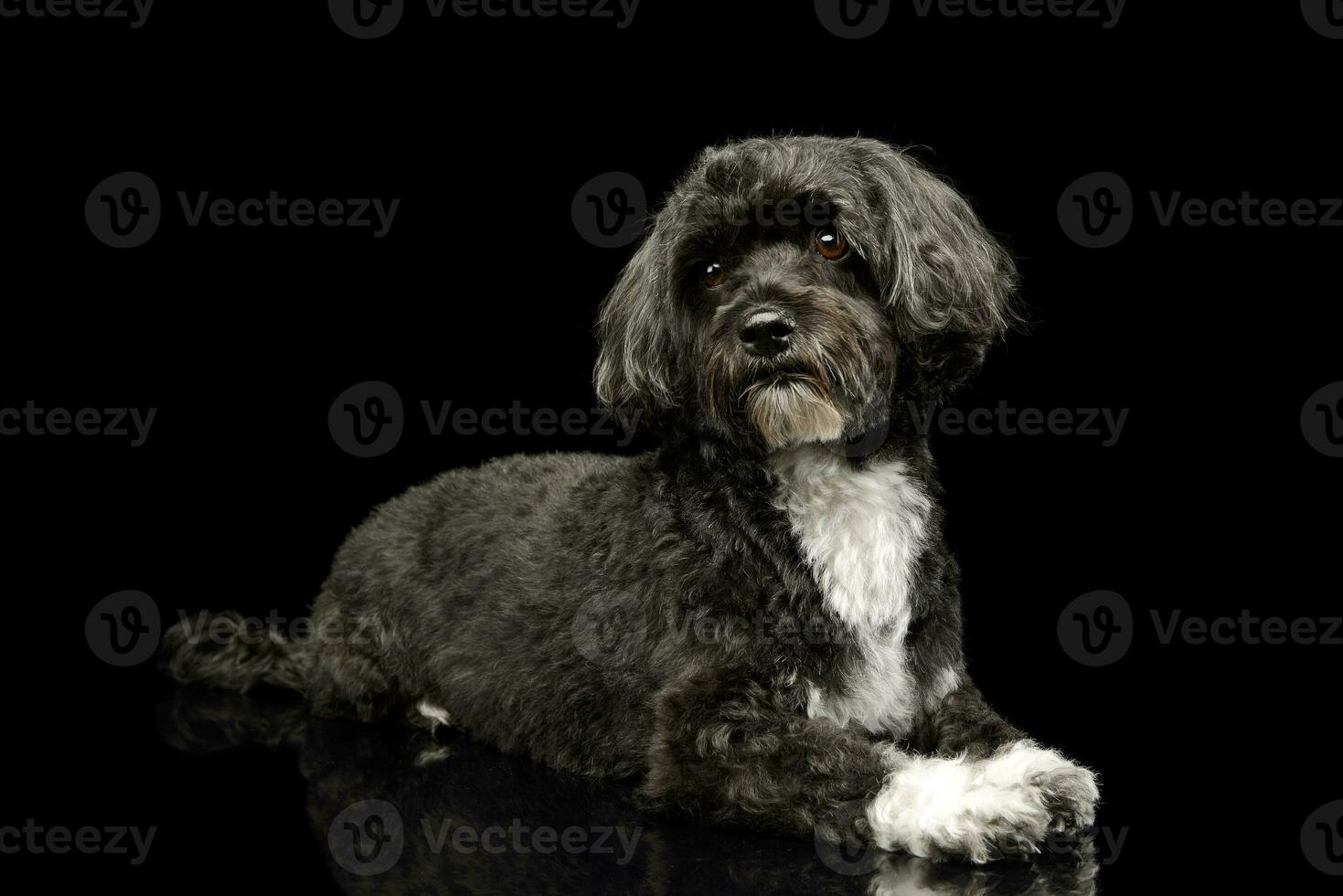 Studio shot of an adorable havanese photo