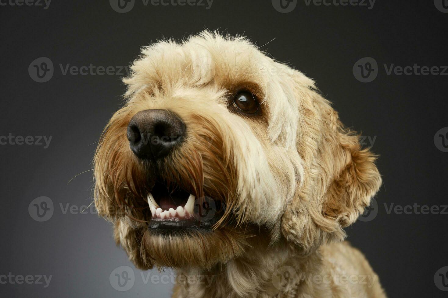 Portrait of an adorable Bolognese dog photo