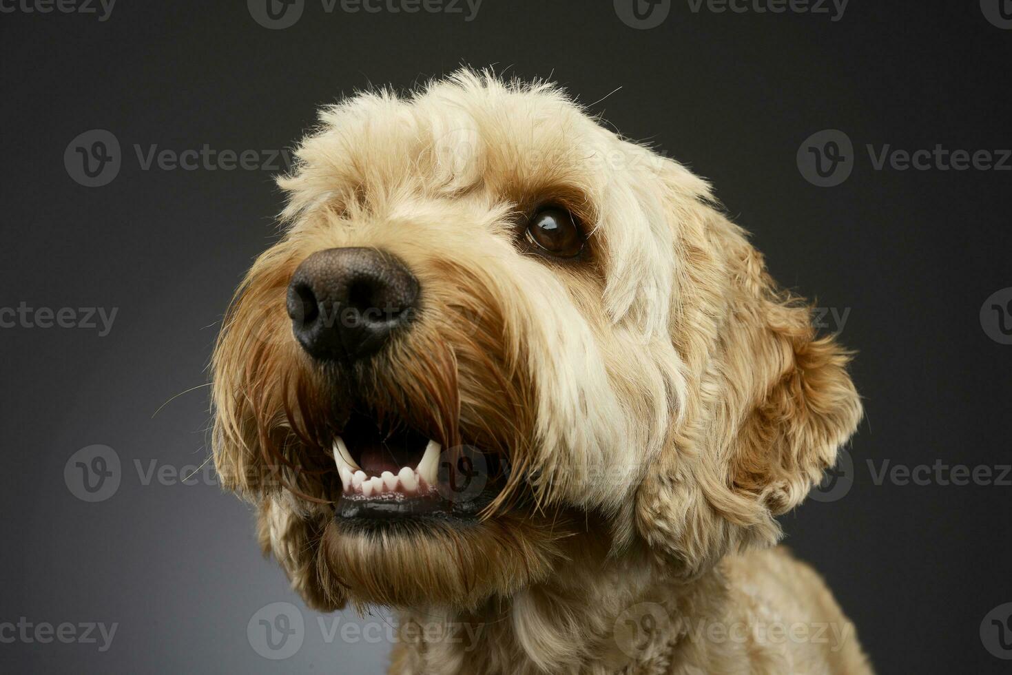 retrato de un adorable boloñesa perro foto