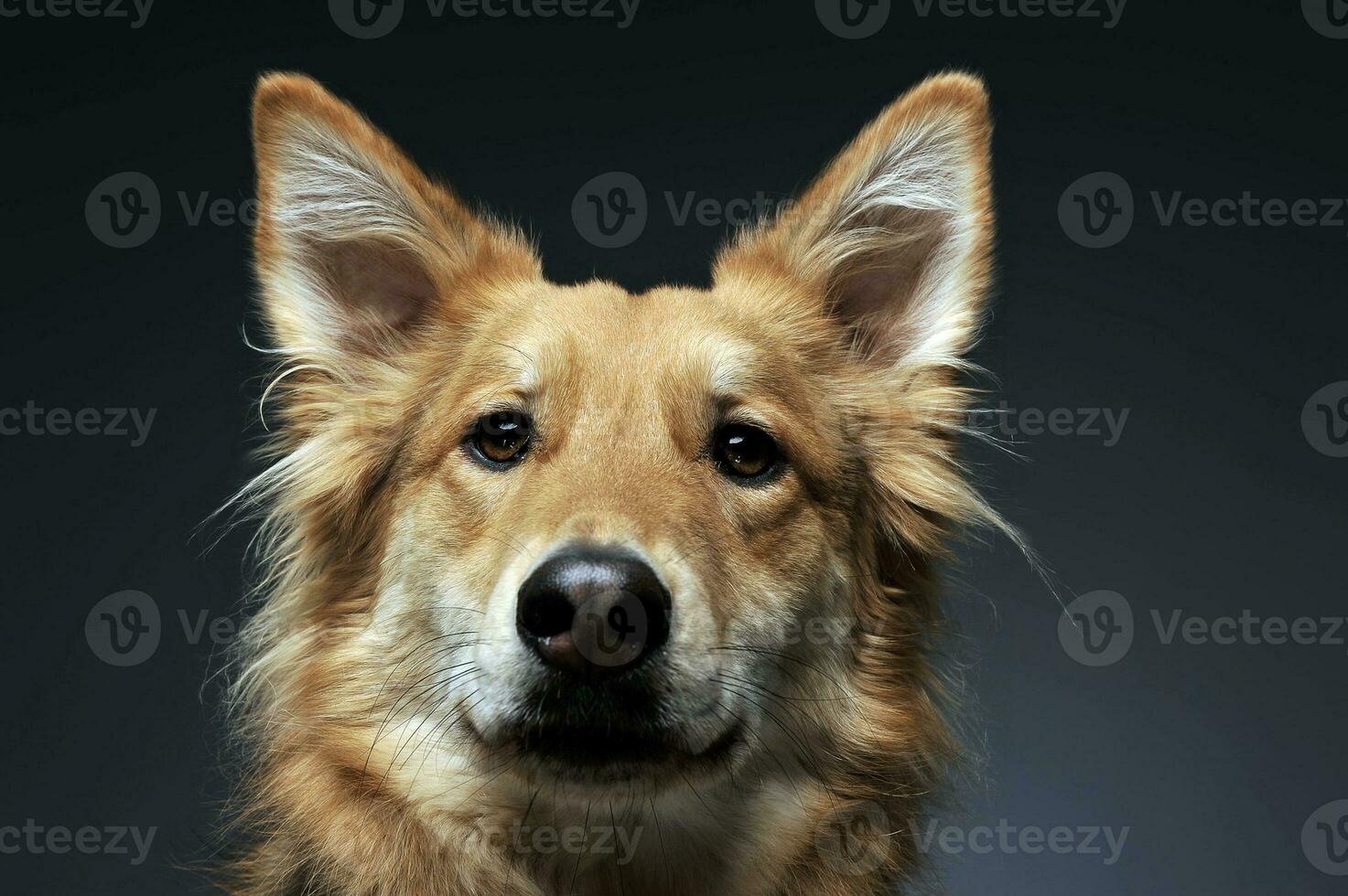 cute mixed breed dog portrait in dark studio photo