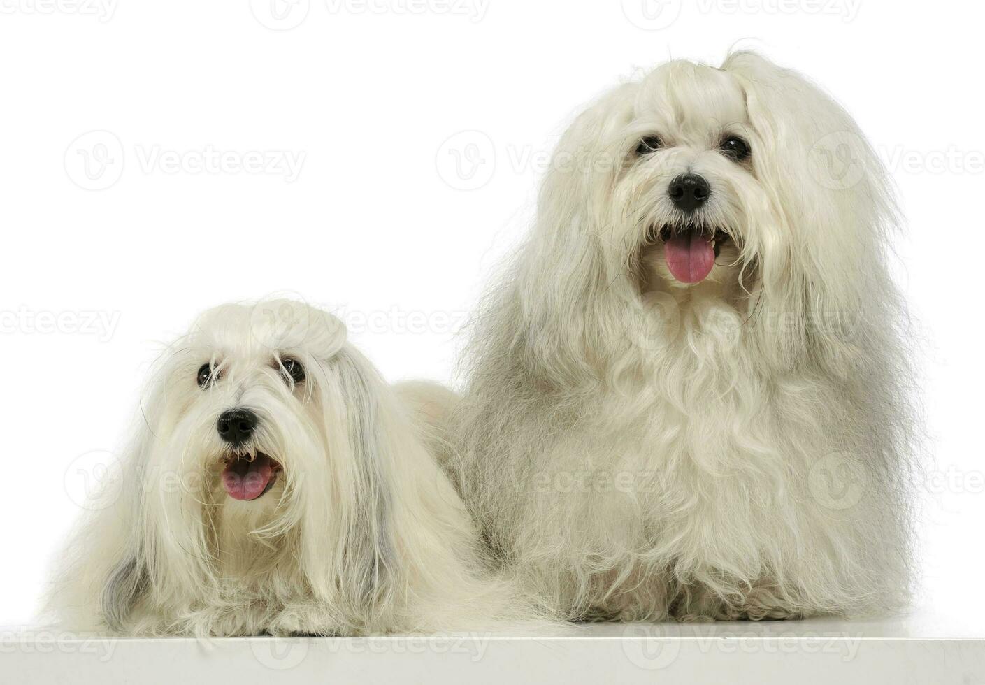 Studio shot of two adorable Malteses photo