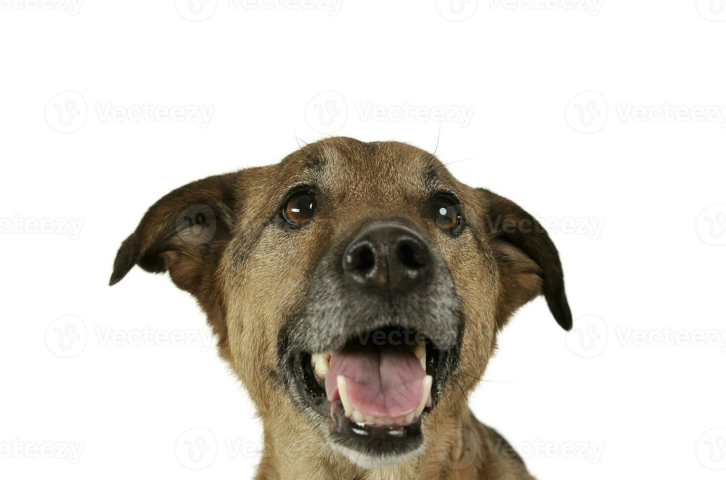 retrato de un linda mezclado raza perro perrito mirando satisfecho foto