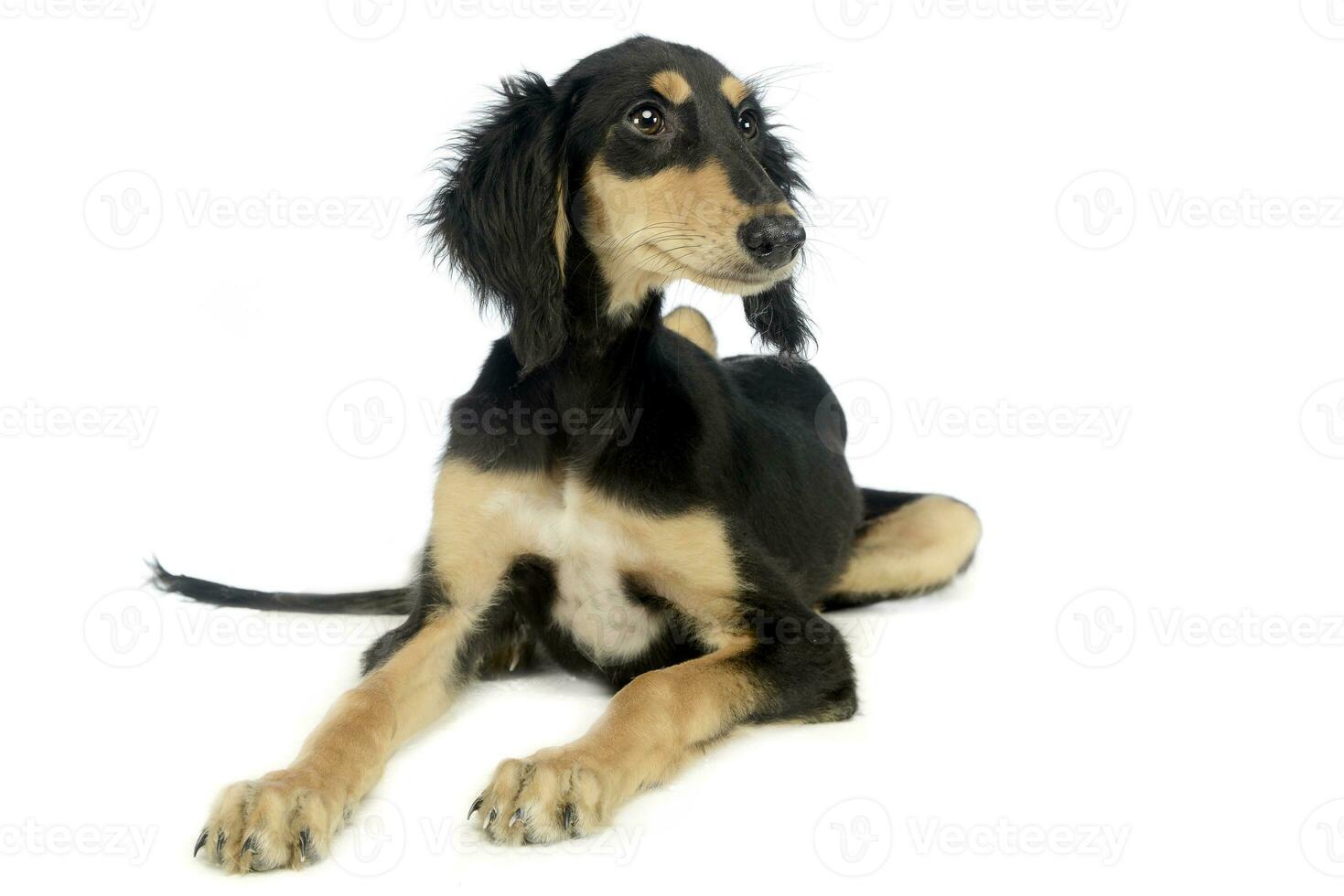 Puppy saluki listen in white studio photo