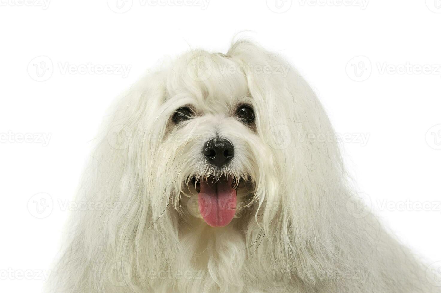 Portrait of an adorable Maltese photo