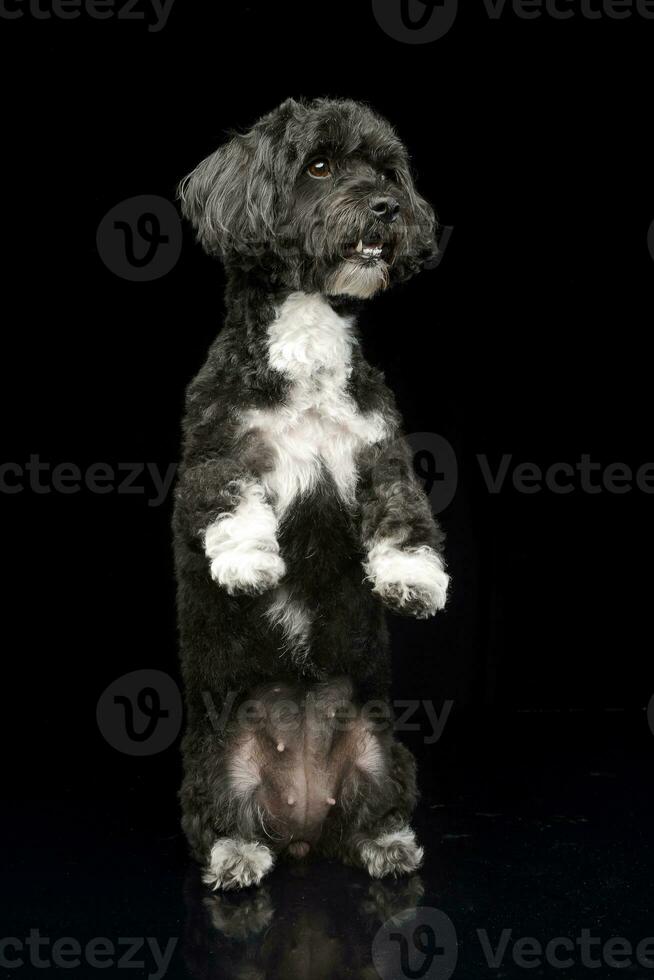 un adorable habanero perro en pie en dos piernas foto