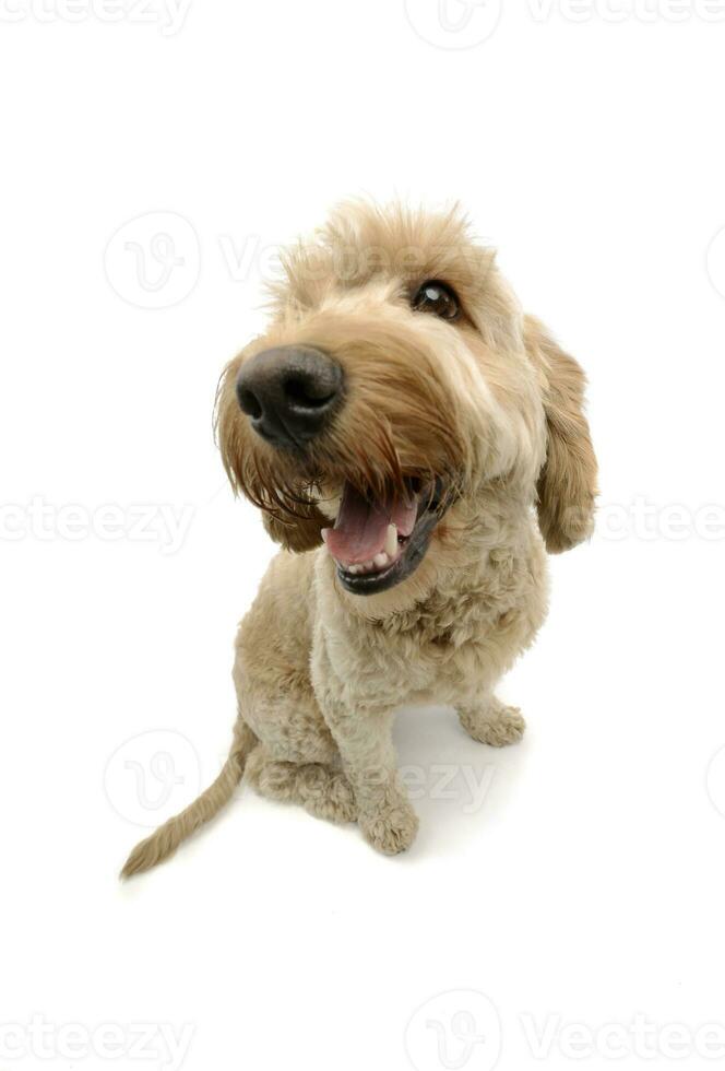 Studio shot of a lovely lagotto photo