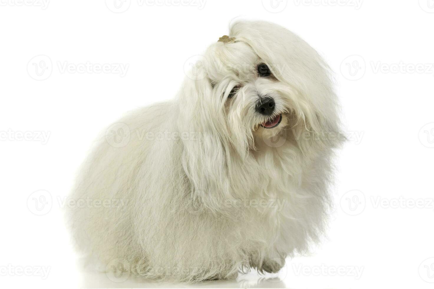 Studio shot of an adorable Maltese photo