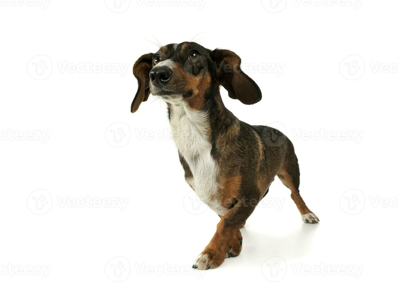 Studio shot of an adorable mixed breed dog with long ears looking funny photo