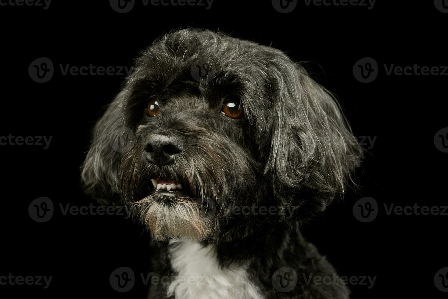 Portrait of an adorable havanese photo