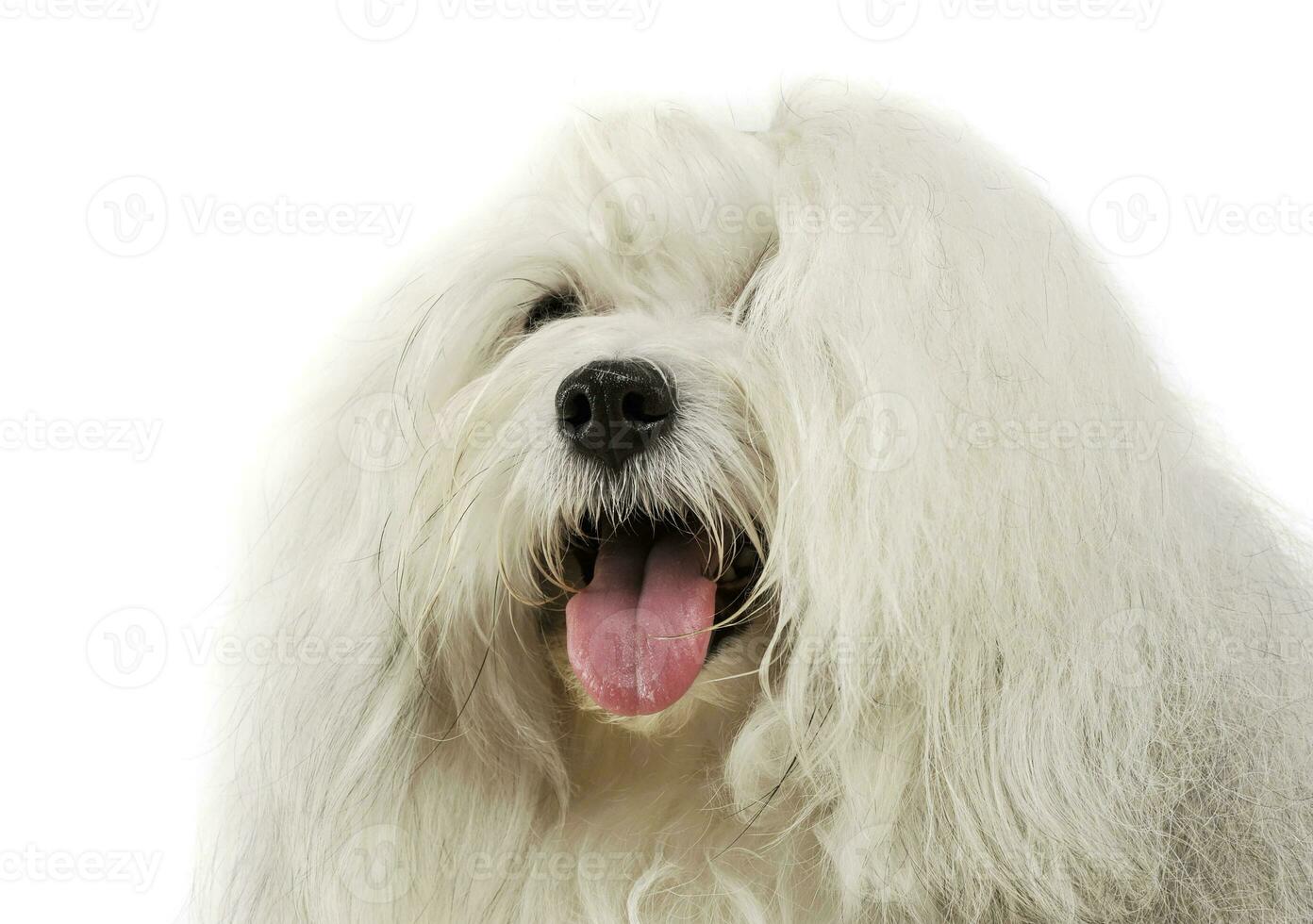 Portrait of an adorable Maltese photo