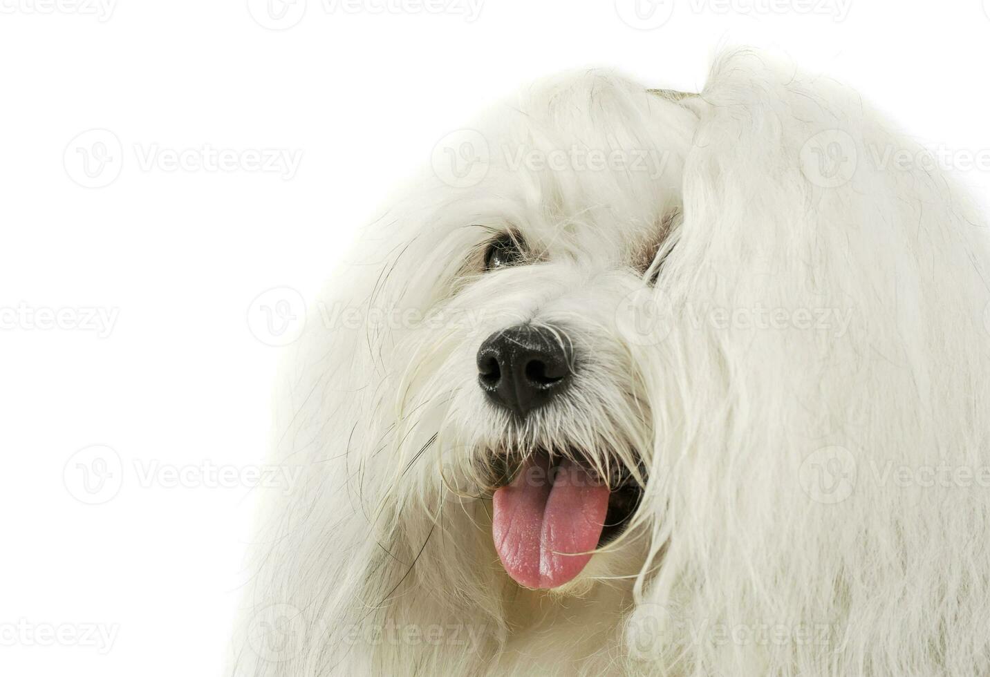 Portrait of an adorable Maltese photo