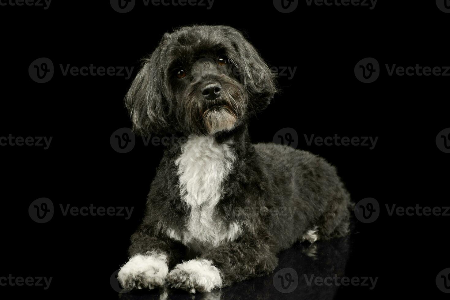 Studio shot of an adorable havanese photo