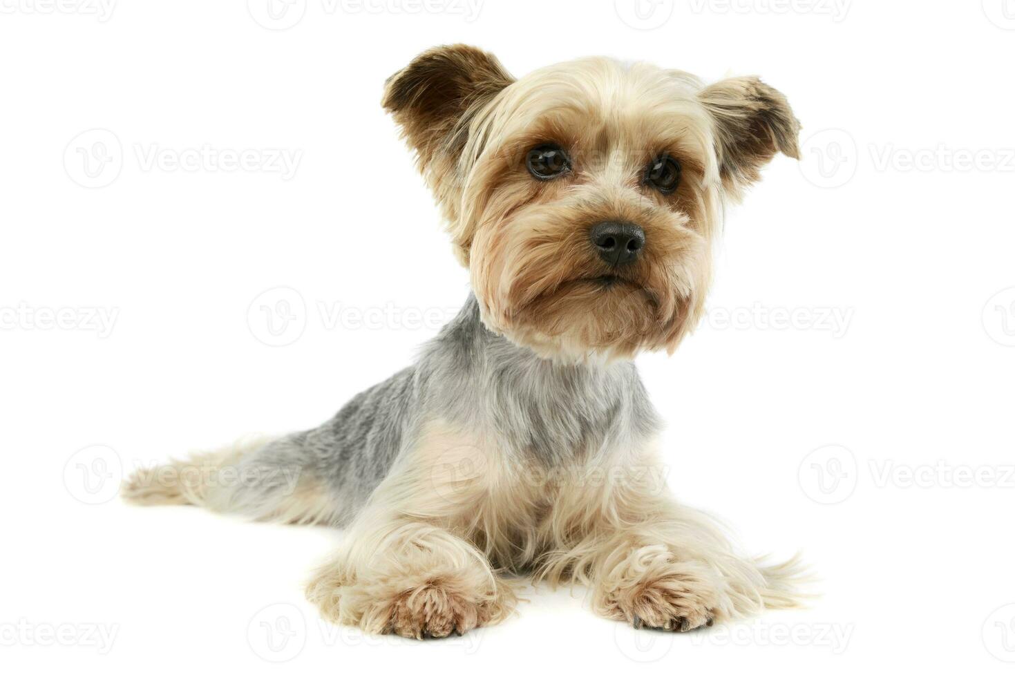 Studio shot of an adorable Yorkshire Terrier photo