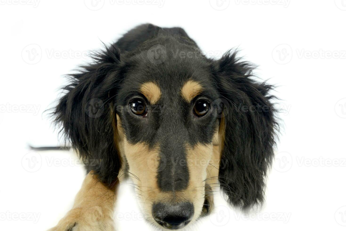 puppy saluki looking at you in white background photo