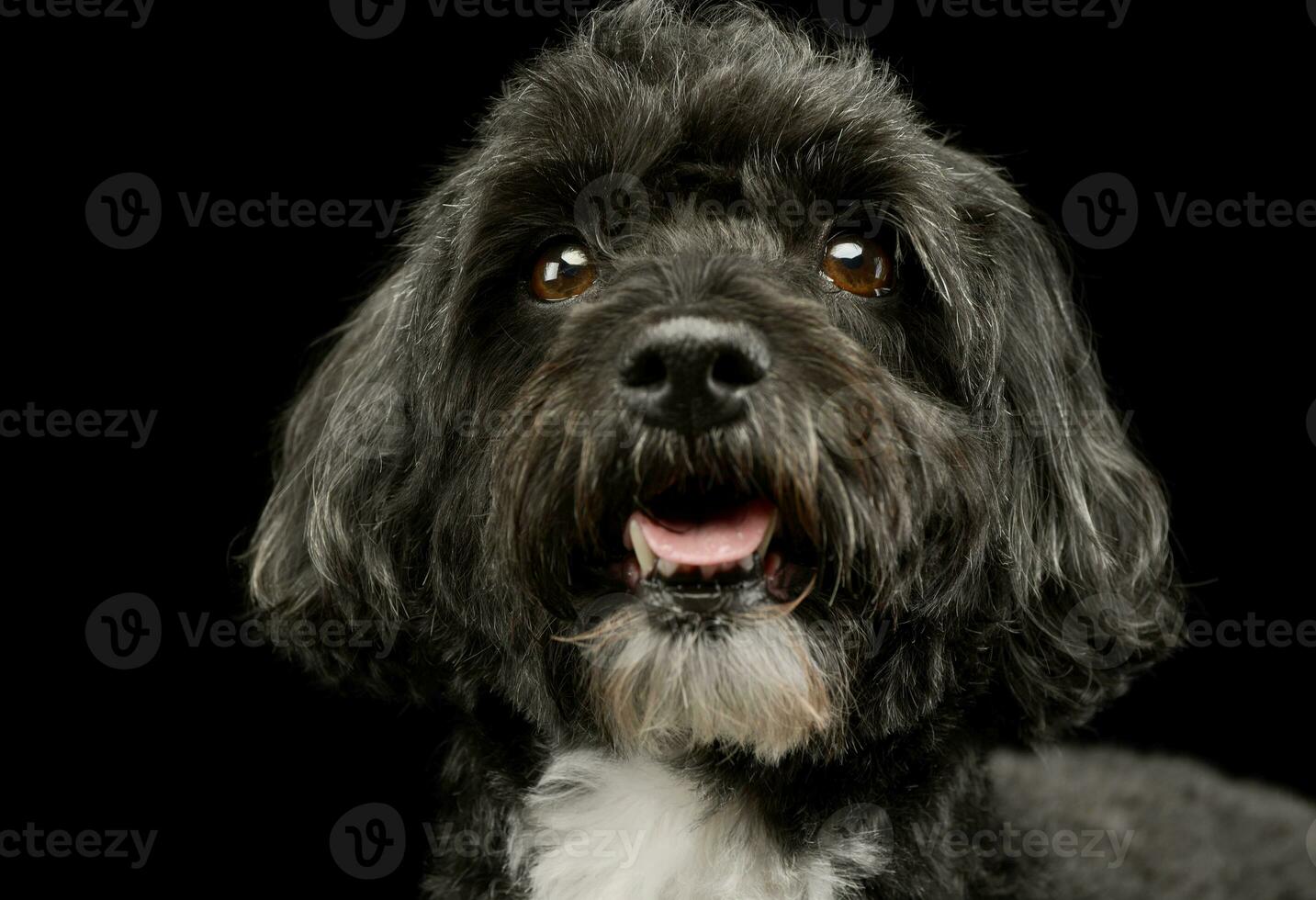 Portrait of an adorable havanese photo
