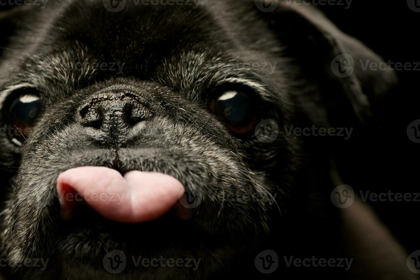 Portrait of an adorable Mops or Pug photo