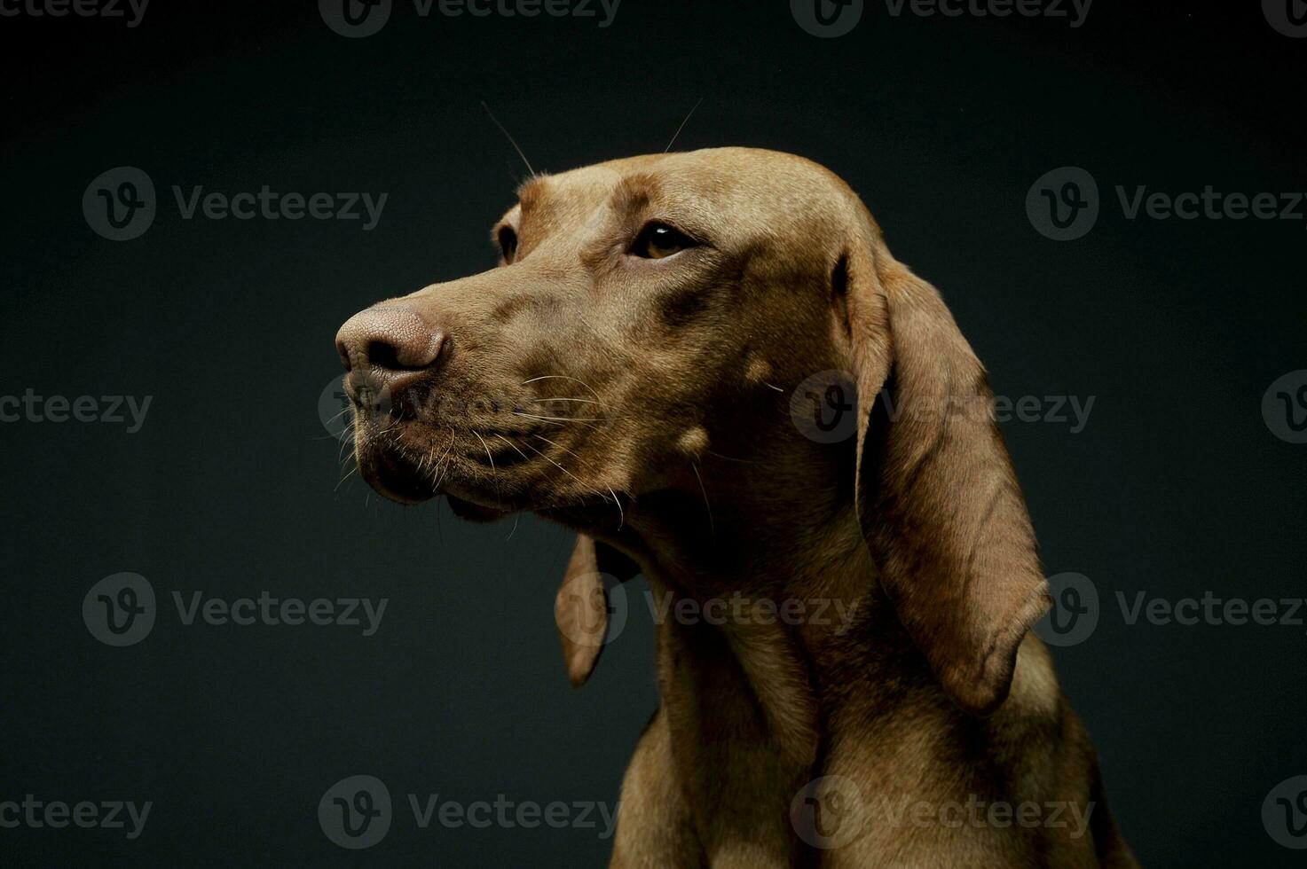Portrait of an adorable magyar vizsla looking curiously photo