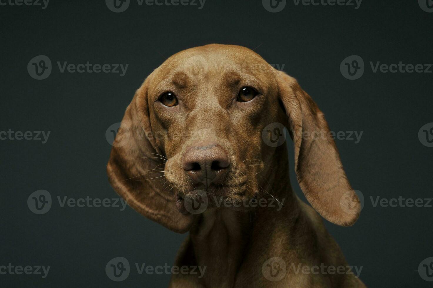 Portrait of an adorable magyar vizsla looking curiously at the camera photo