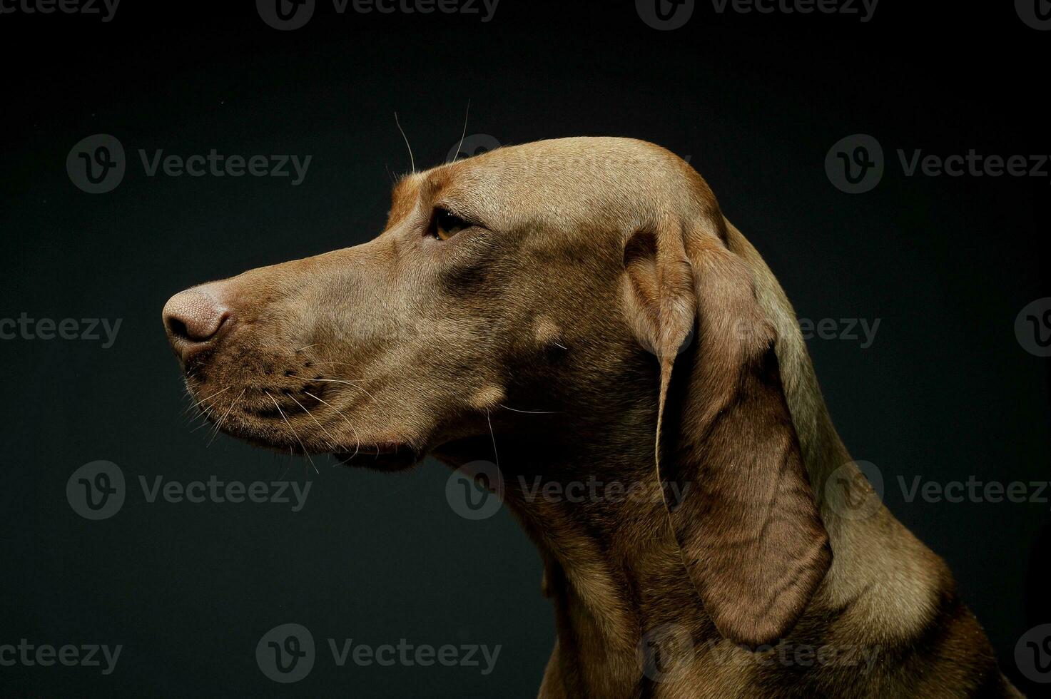 Portrait of an adorable magyar vizsla looking curiously photo