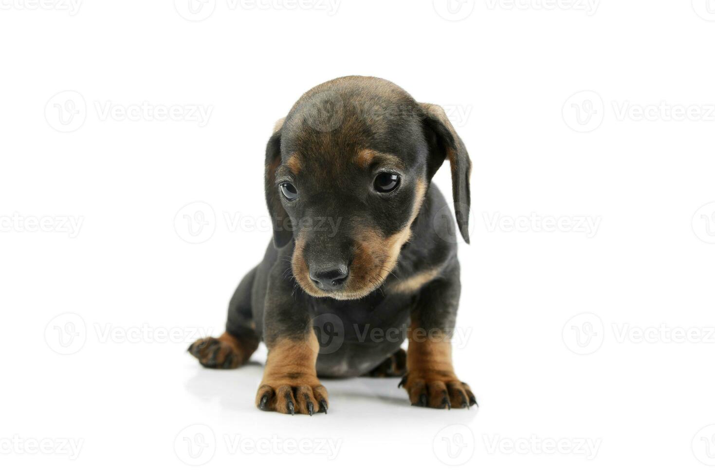 Studio shot of a beautiful Dachshund puppy photo