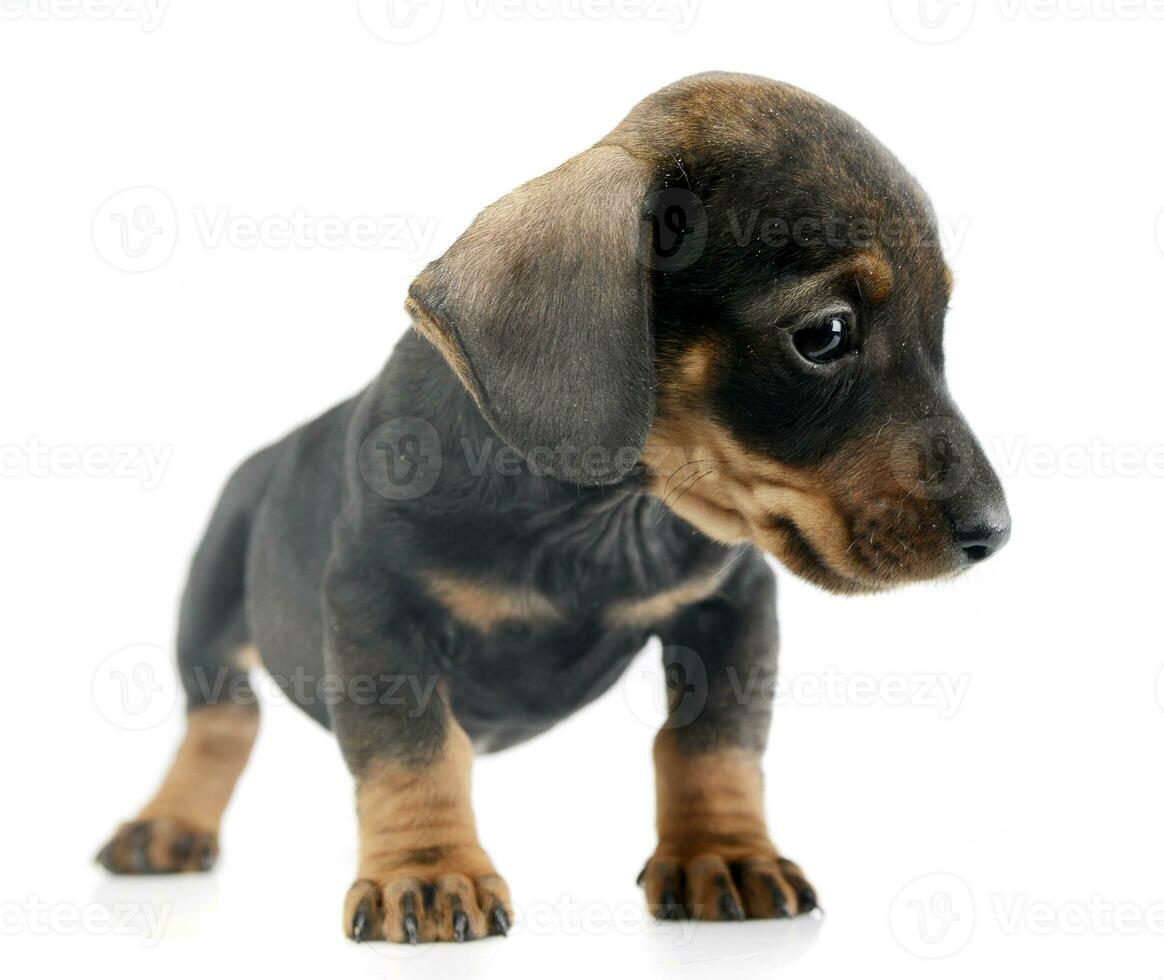 Studio shot of a cute Dachshund puppy photo