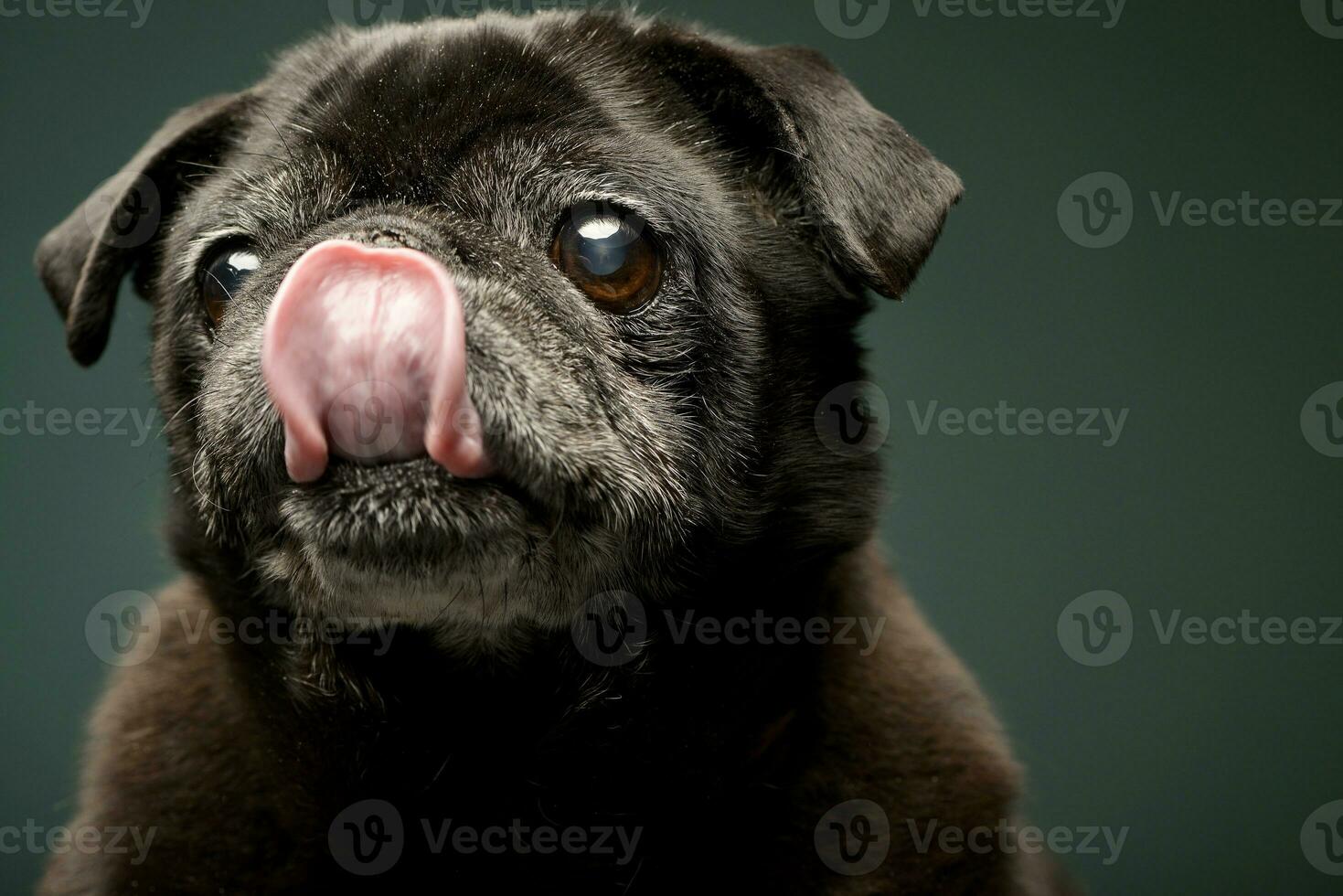 Portrait of an adorable Mops or Pug photo