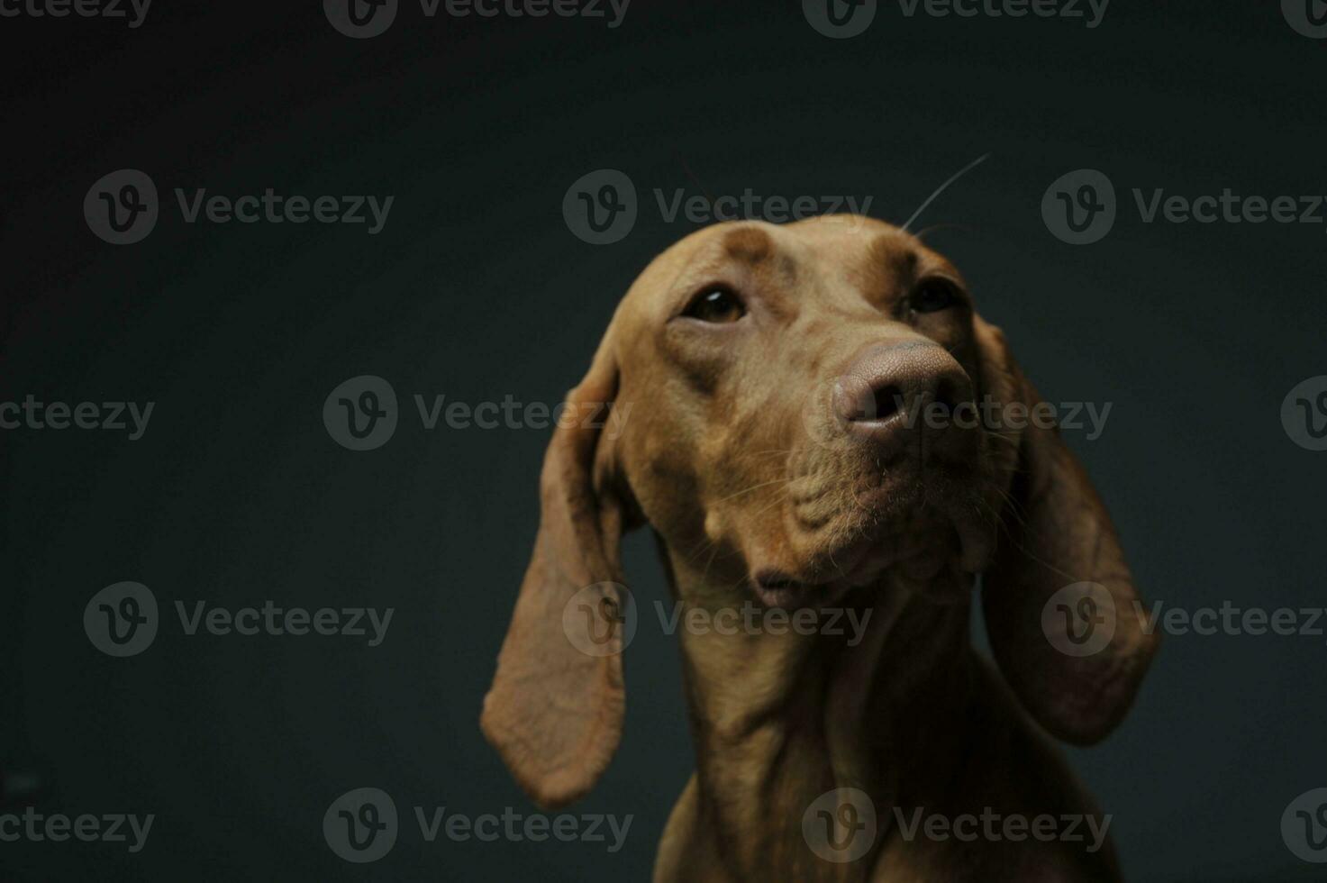 Portrait of an adorable magyar vizsla looking curiously photo