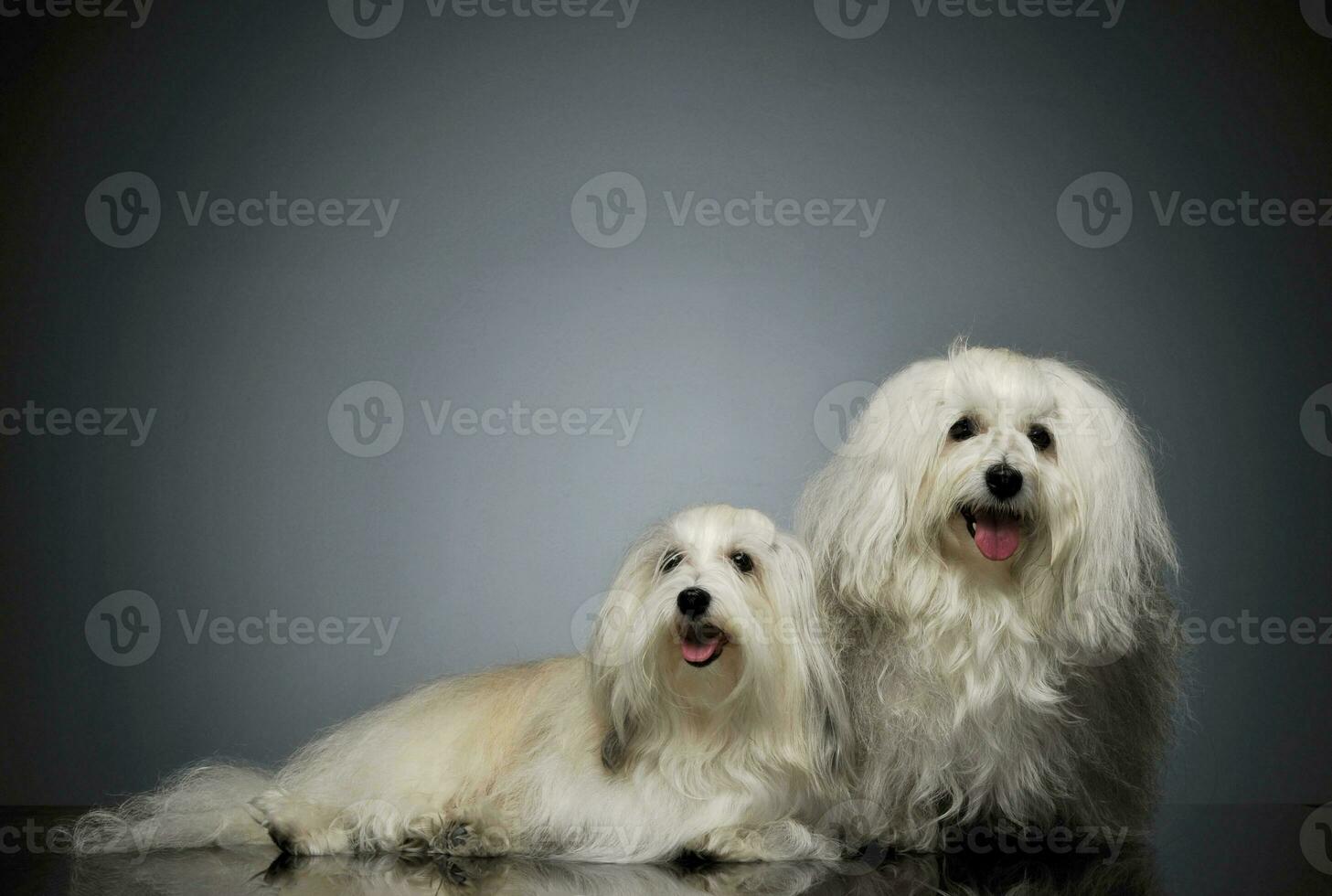 Studio shot of two adorable Malteses photo