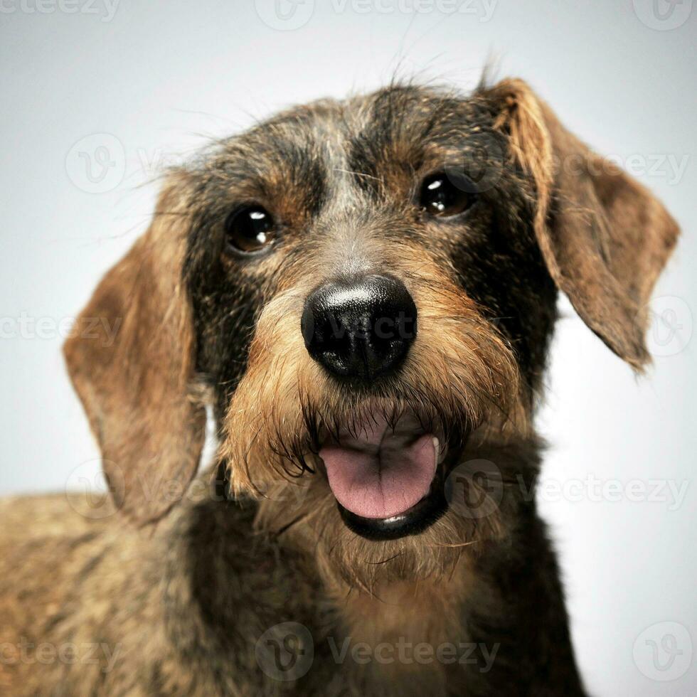 bonito cableado pelo perro tejonero retrato en gris antecedentes foto