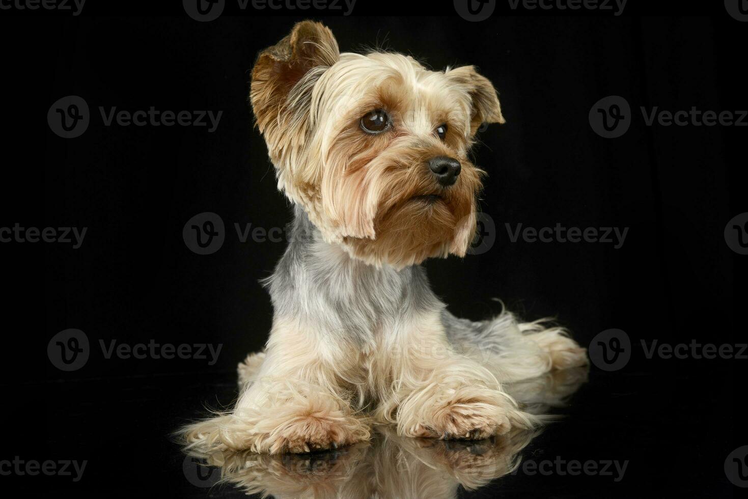 Studio shot of a cute Yorkshire terrier photo