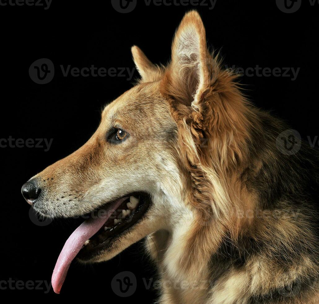 cute mixed breed dog portrait in black studio photo