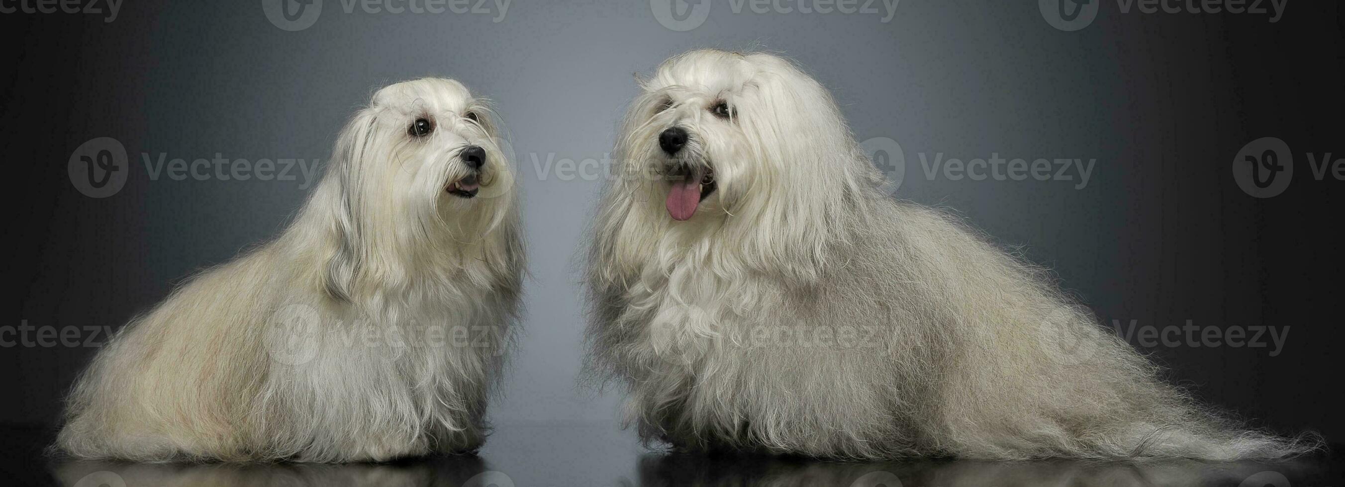 two lovely shi-tzu relaxing  in gray studio photo