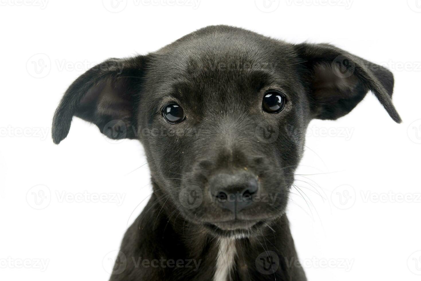 Portrait of a cute Mixed breed dog puppy photo
