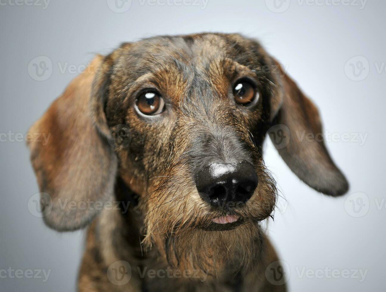 wired hair dachshund standing in dark studio photo