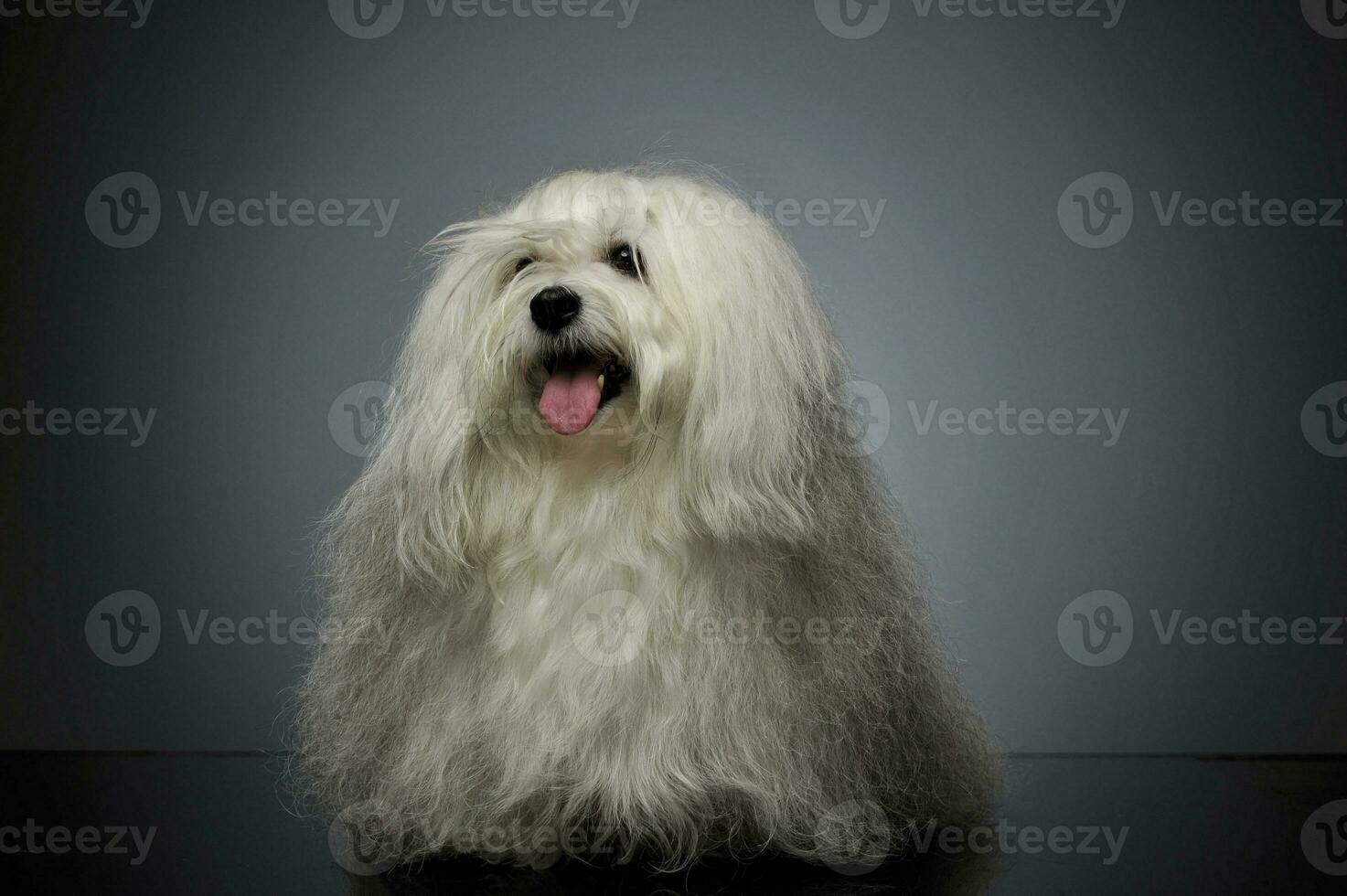 estudio Disparo de un adorable maltés foto