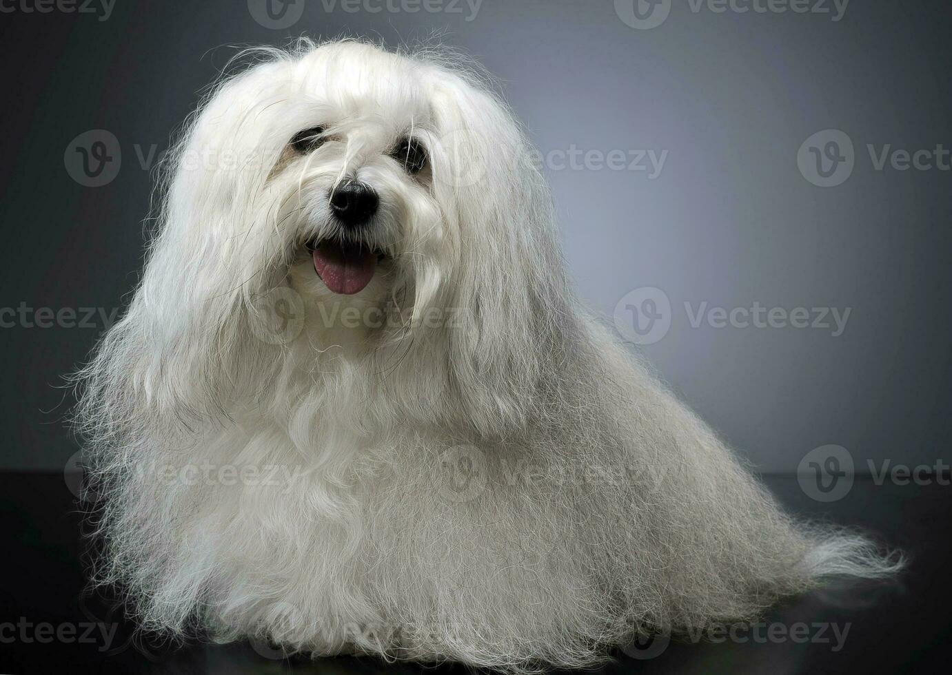 lovely shi-tzu relaxing  in a gray photo studio