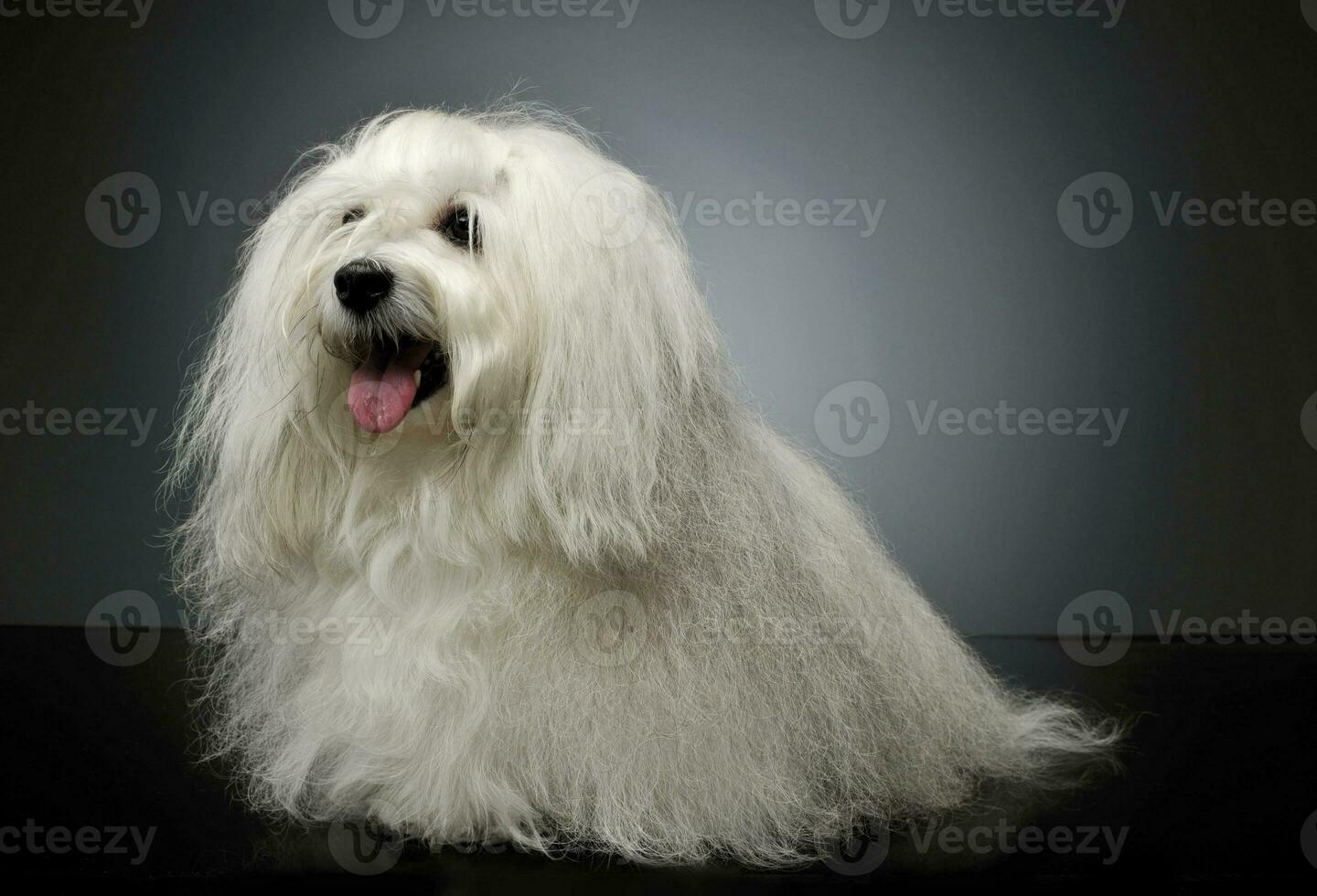 estudio Disparo de un adorable maltés foto