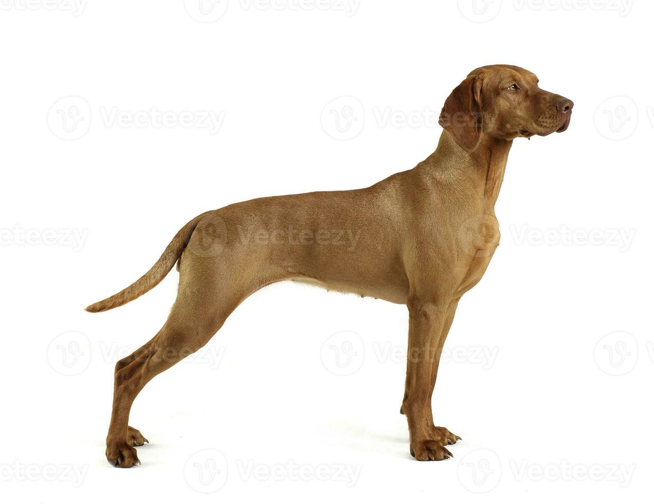 Hungarian vizsla standard in a white background photo