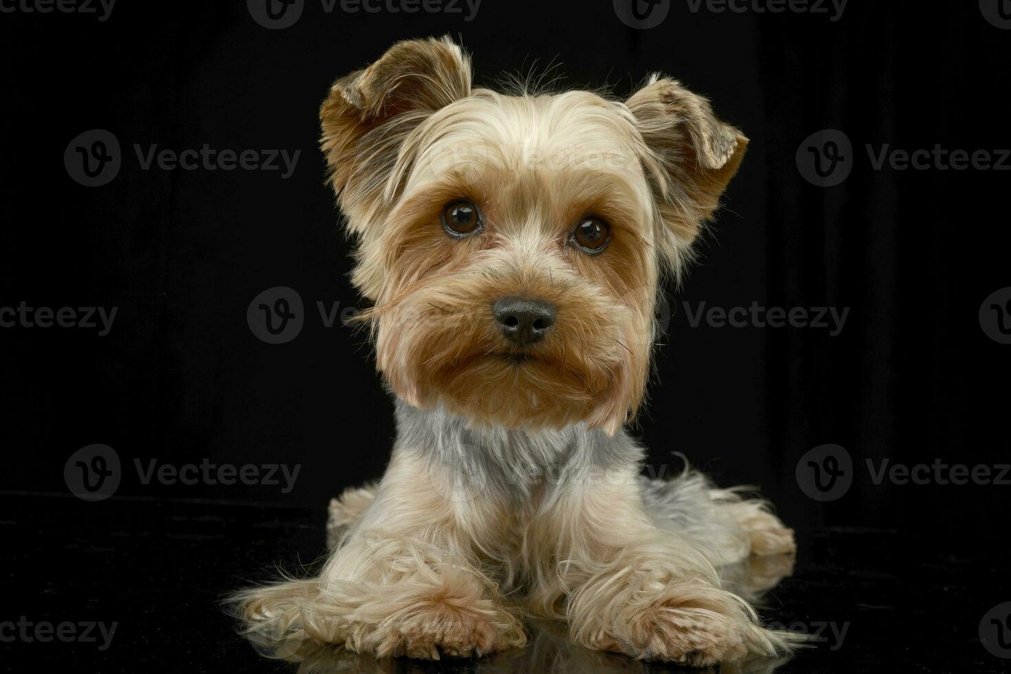 Studio shot of a cute Yorkshire terrier photo