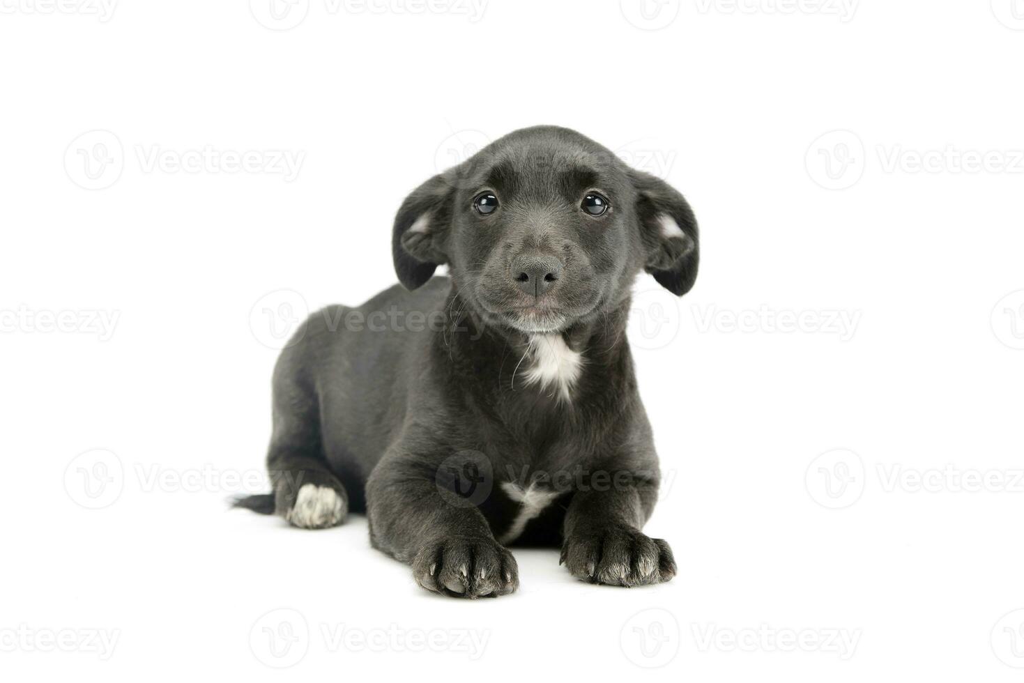 Studio shot of an adorable mixed breed puppy photo