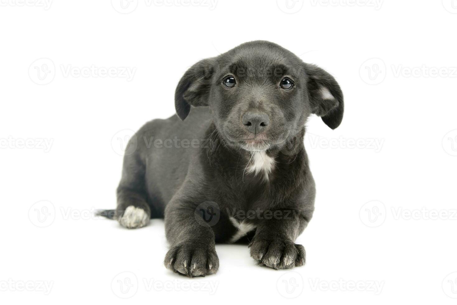 Studio shot of an adorable mixed breed puppy photo